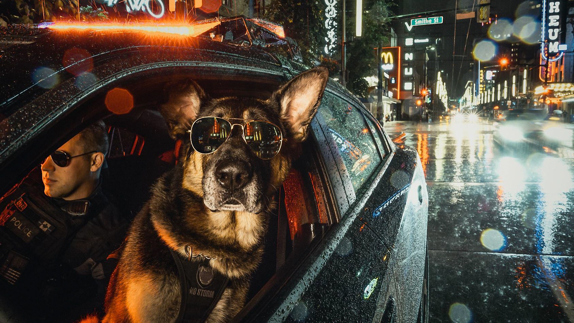 Cool K9 Police Dog with Sunglasses