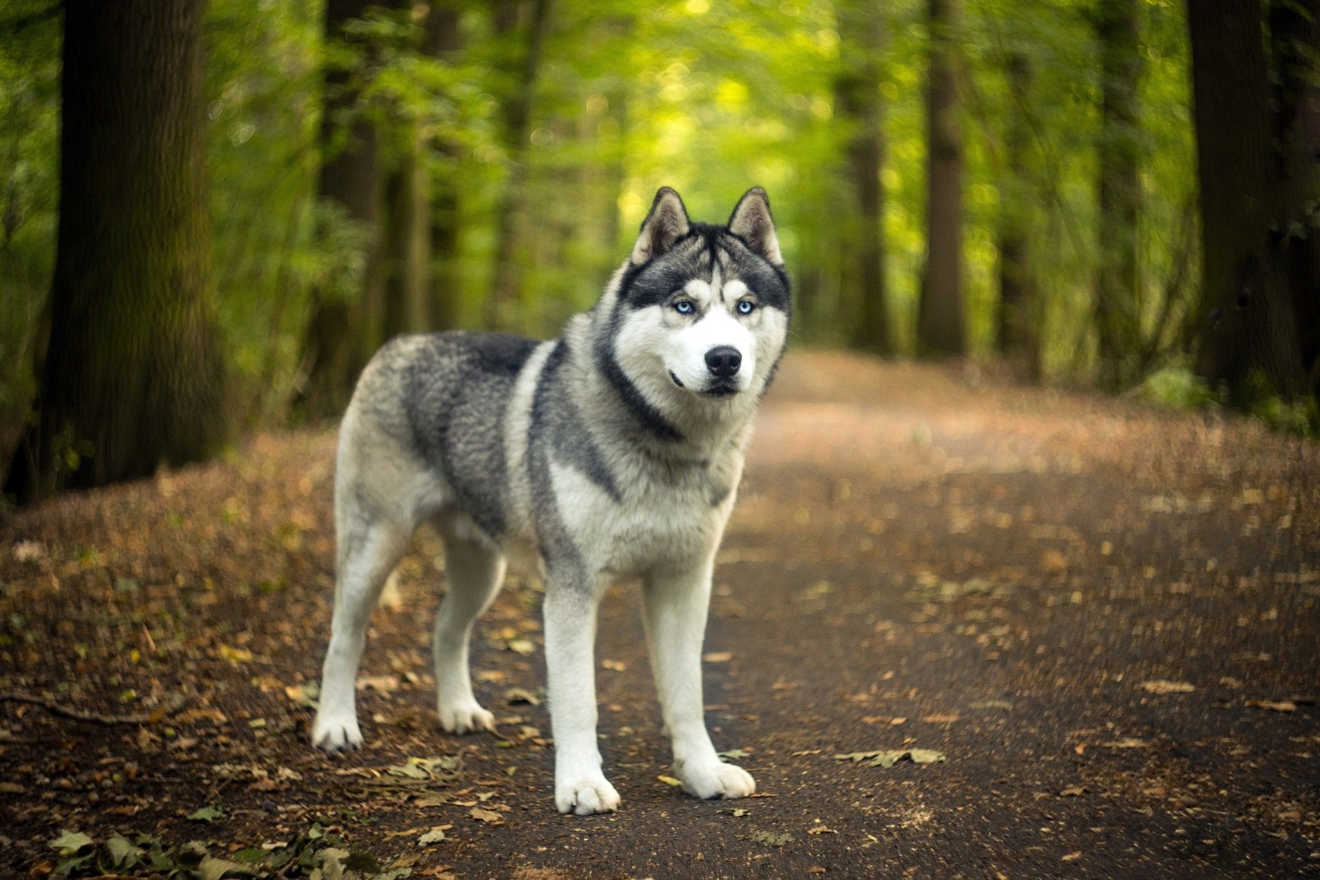 Siberian Husky HD Wallpaper | Background Image | 2500x1667 | ID:988141