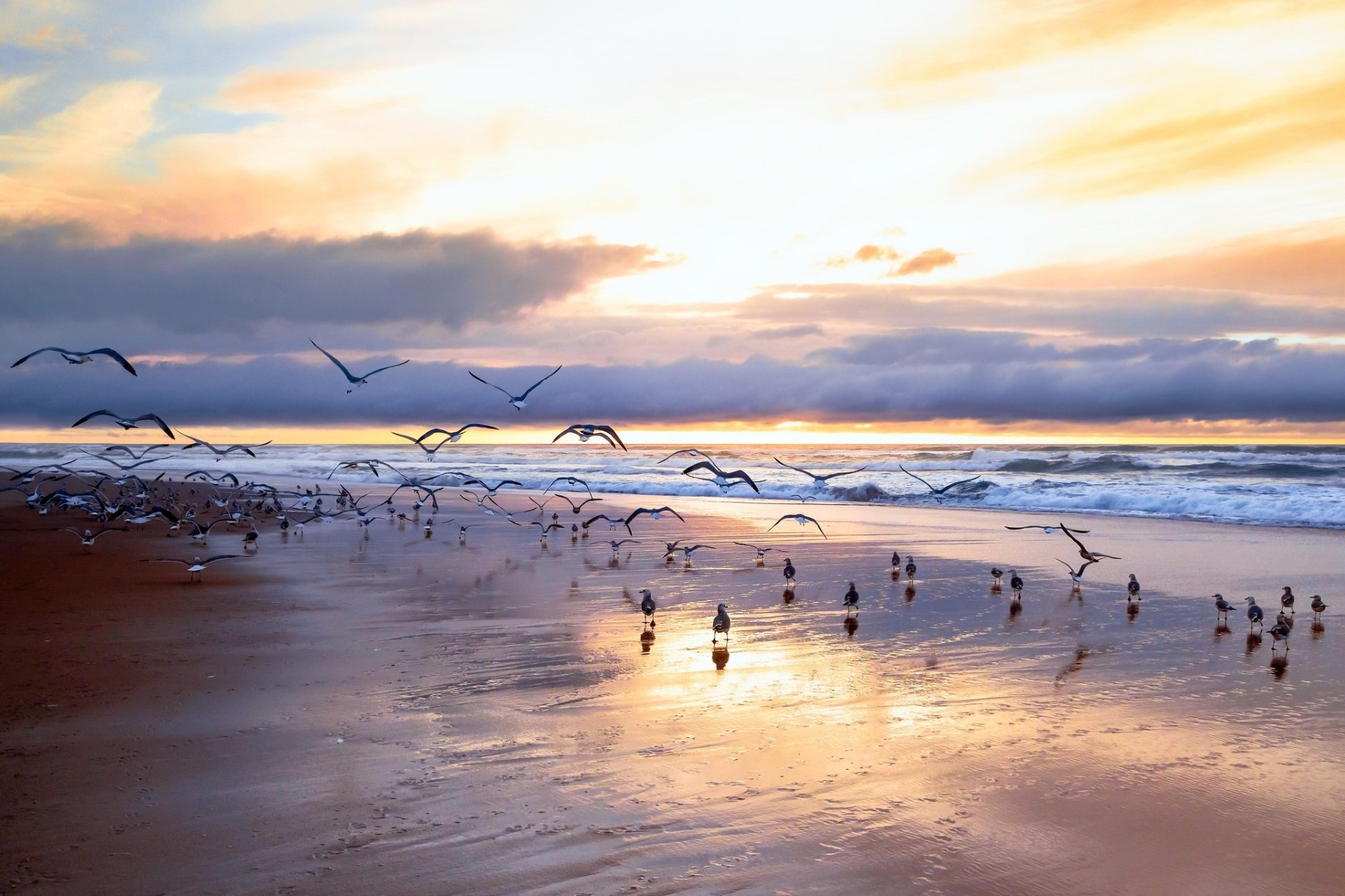 HD desktop wallpaper showing a beach at sunset with seagulls flying and resting along the shoreline under a colorful sky with clouds on the horizon.