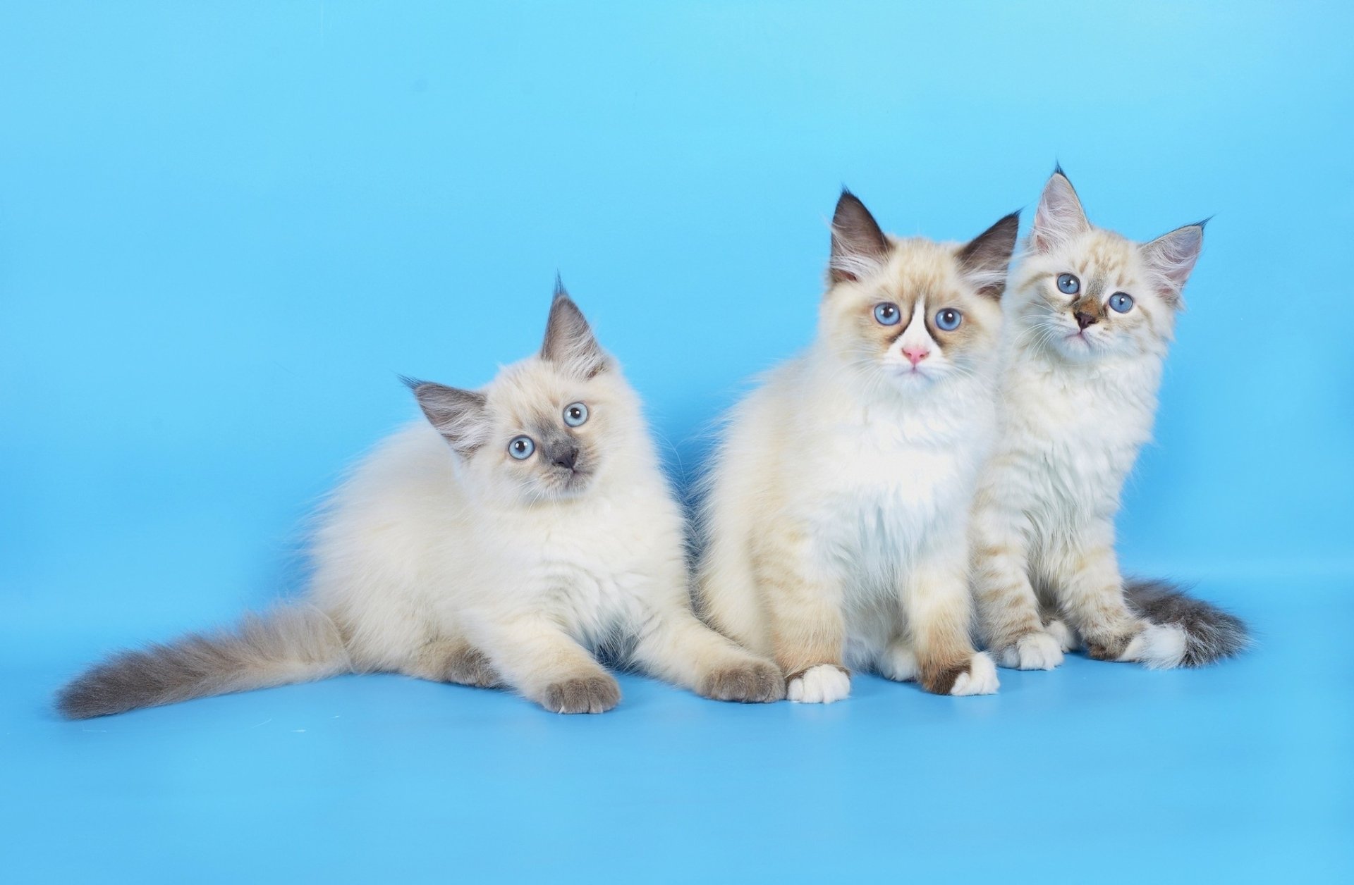 HD PC desktop wallpaper featuring three fluffy cats with blue eyes against a bright blue background.