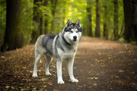 HD desktop wallpaper showing a Siberian Husky dog standing on a forest path with a blurred background, highlighting depth of field and natural surroundings.
