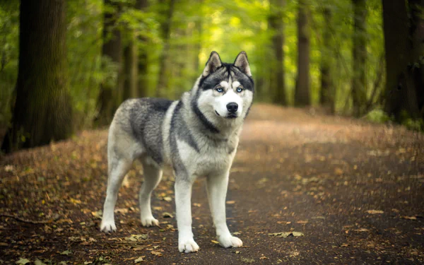 HD desktop wallpaper showing a Siberian Husky dog standing on a forest path with a blurred background, highlighting depth of field and natural surroundings.