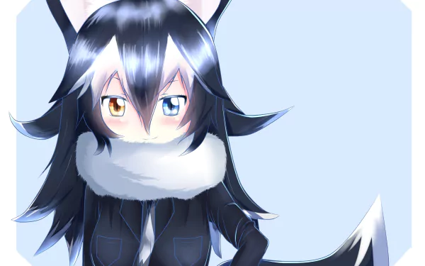 Anime-style Gray Wolf character from Kemono Friends with heterochromia, featured in a high-definition PC desktop wallpaper and background.