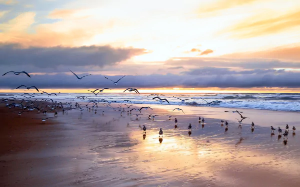 HD desktop wallpaper showing a beach at sunset with seagulls flying and resting along the shoreline under a colorful sky with clouds on the horizon.
