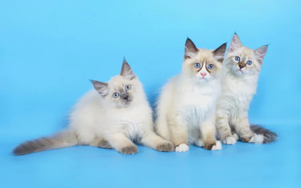 HD PC desktop wallpaper featuring three fluffy cats with blue eyes against a bright blue background.