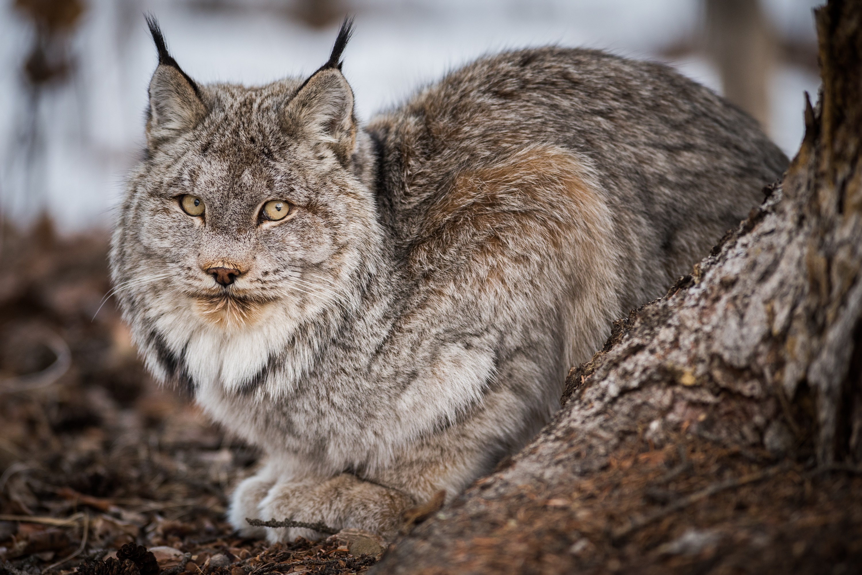 Download Animal Lynx HD Wallpaper