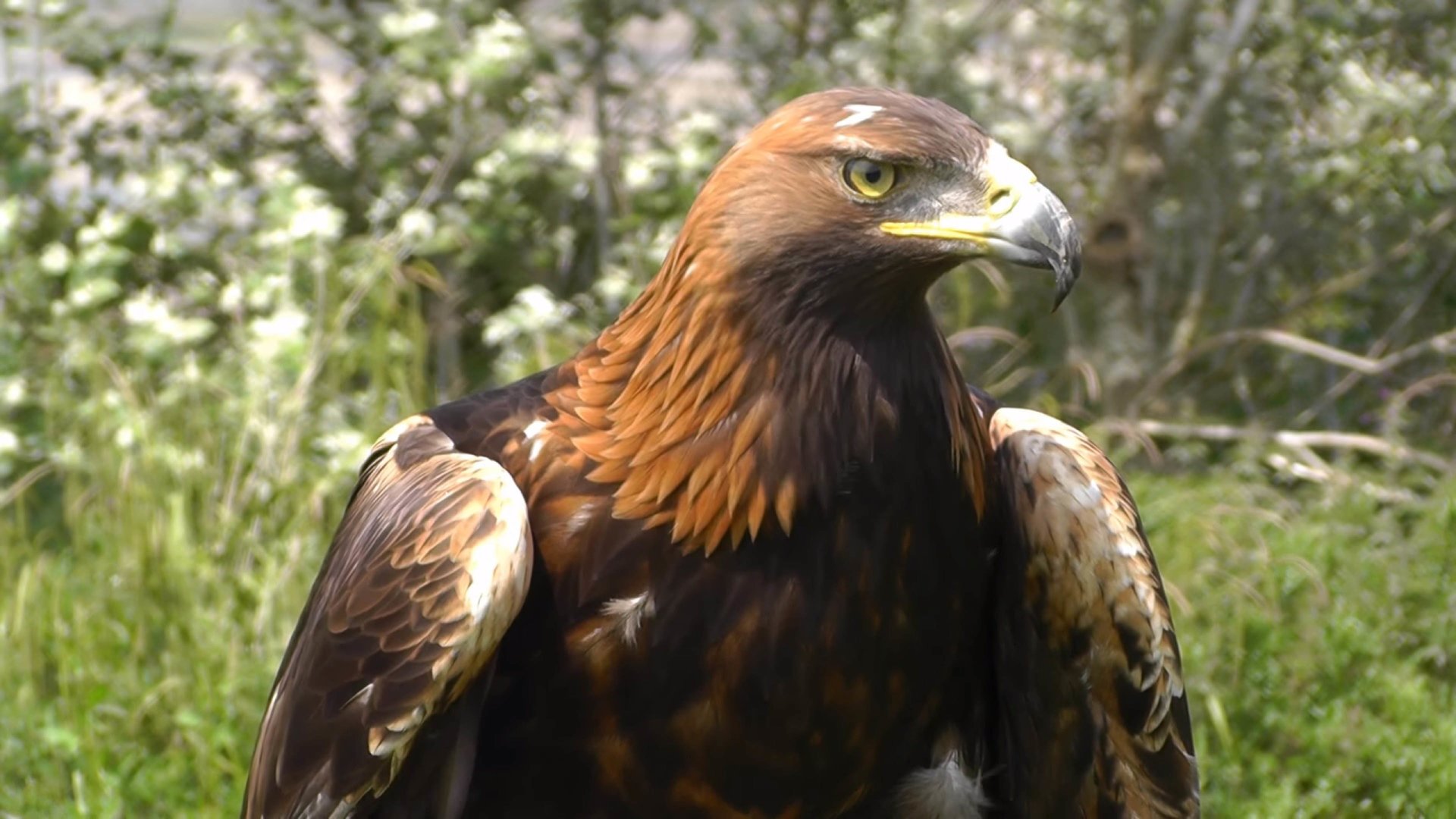 Golden Eagle Bird 4k Ultra Hd Wallpaper High Quality Walls Images