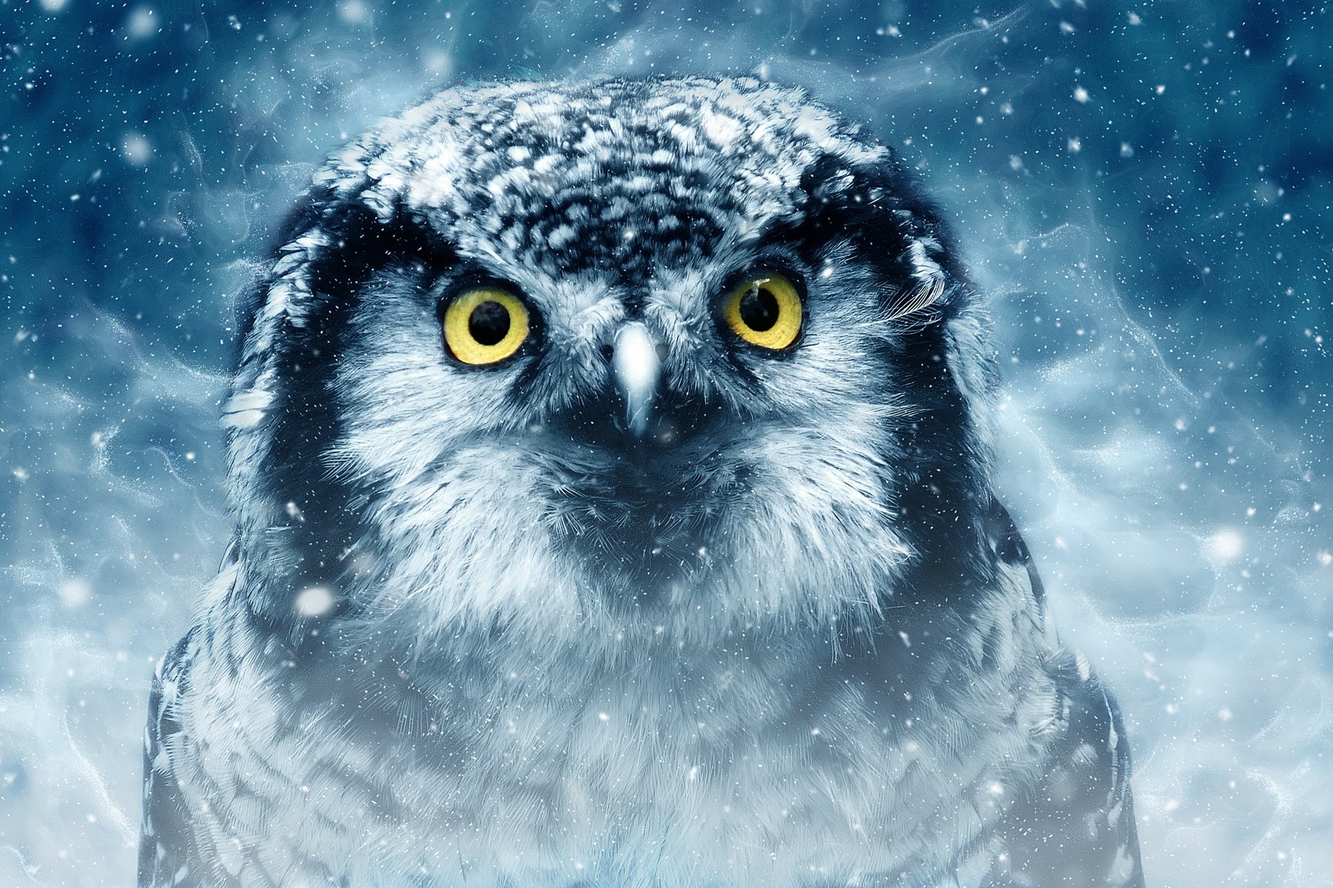 Download Bird Animal Owl HD Wallpaper by ractapopulous