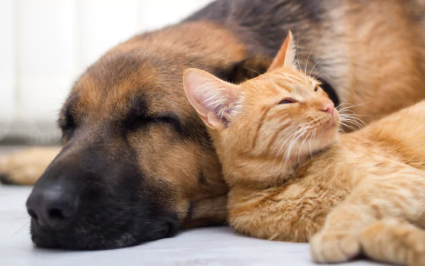 sleeping dog cat Animal Cat & Dog HD Desktop Wallpaper | Background Image