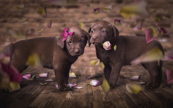 Animal Labrador Dogs Dog Baby Animal Puppy HD Wallpaper | Background Image