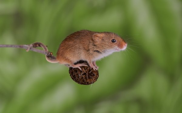 Animal Mouse Rodent HD Wallpaper | Background Image
