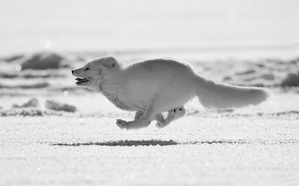 HD PC desktop wallpaper featuring an arctic fox running across a snowy landscape, captured in sharp detail against a bright, serene background.