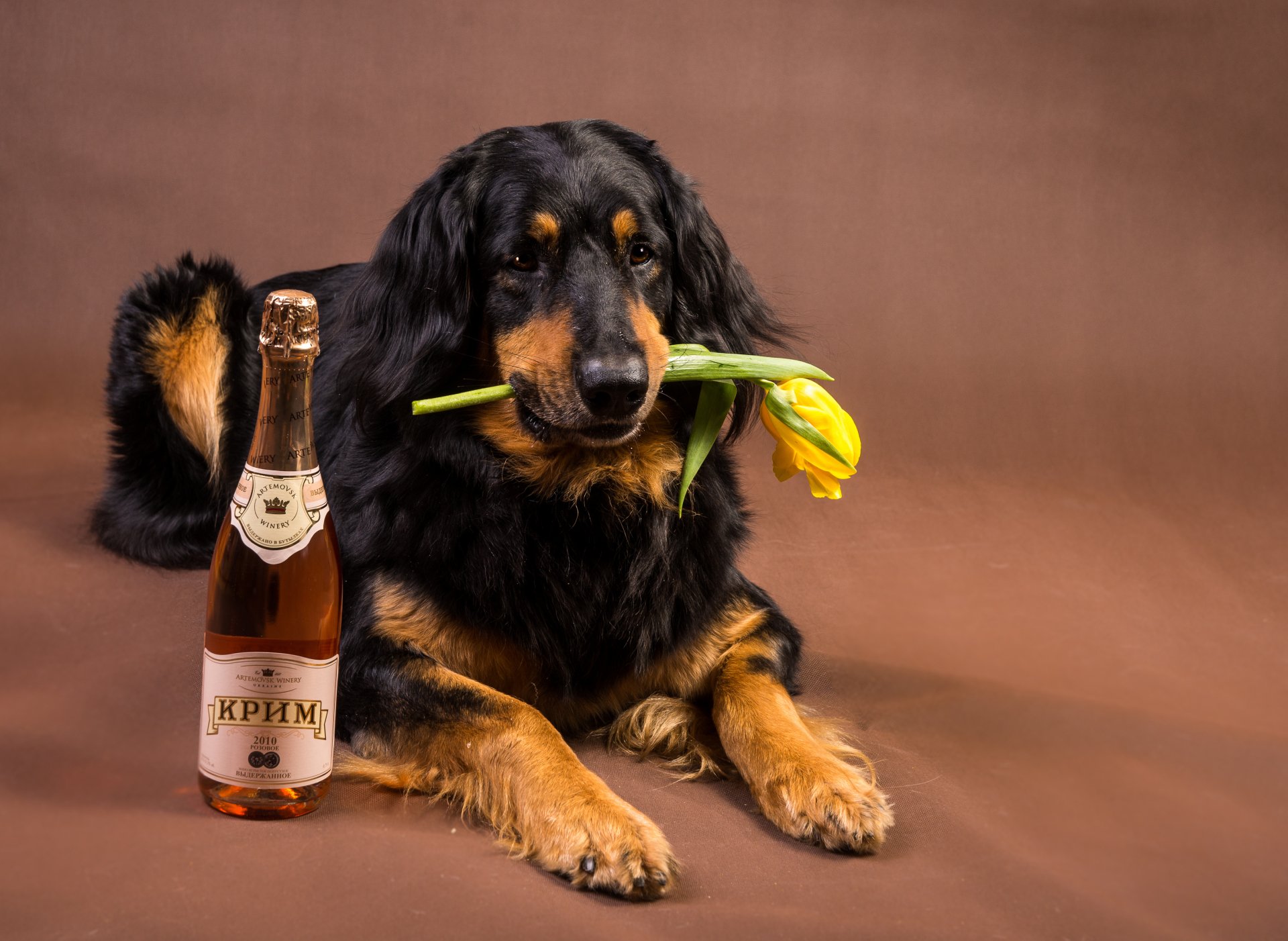 Download Alcohol Animal Dog HD Wallpaper