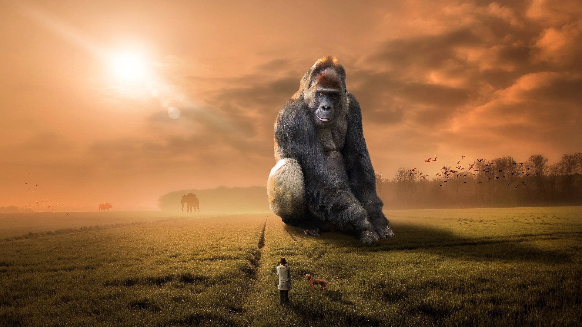 silverback gorilla background