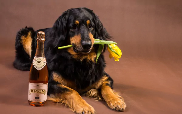 alcohol Animal dog HD Desktop Wallpaper | Background Image