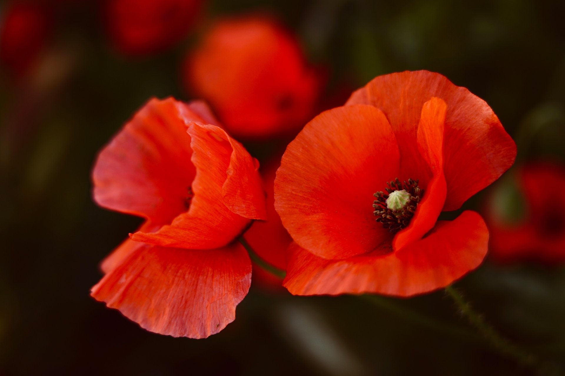 Close-up of vibrant red poppy flowers in nature, captured in stunning 4K Ultra HD for a sharp, vivid PC desktop wallpaper and background.