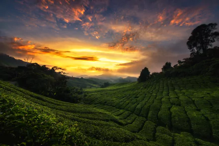 A vibrant HD desktop wallpaper featuring a tea plantation landscape under a dramatic sky at sunset, blending nature with man-made rows of lush green tea plants.