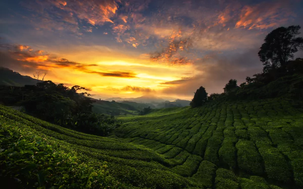 Download Man Made Tea Plantation HD Wallpaper