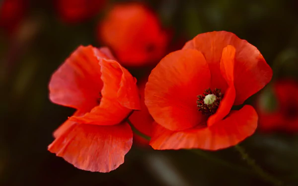 Close-up of vibrant red poppy flowers in nature, captured in stunning 4K Ultra HD for a sharp, vivid PC desktop wallpaper and background.