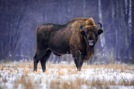 HD PC desktop wallpaper of an American bison standing in a snowy field with a blurred forest background.