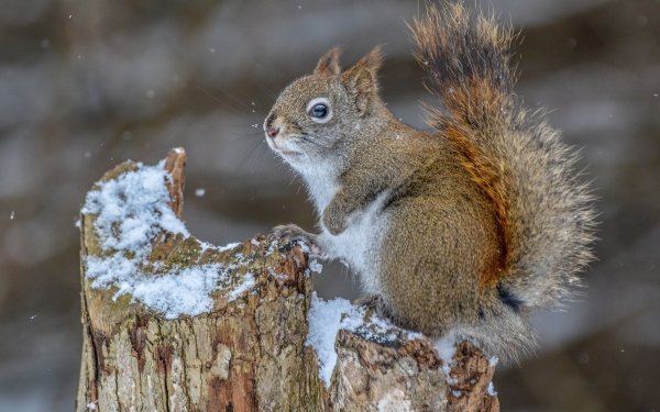 Animal Squirrel Rodent Wildlife HD Wallpaper | Background Image