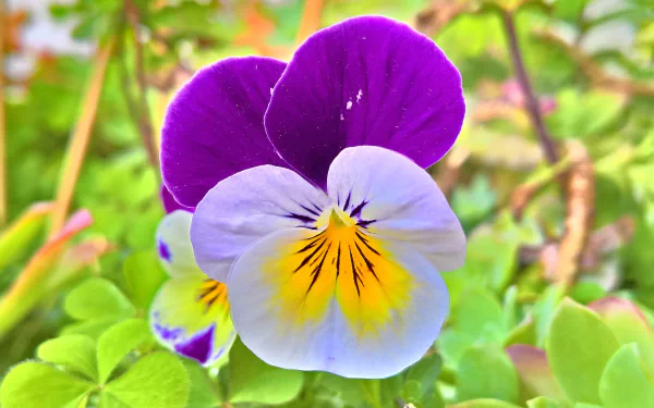 Vibrant pansy flower in full bloom amidst green foliage, captured in stunning 4K Ultra HD for a crisp, detailed nature desktop wallpaper.